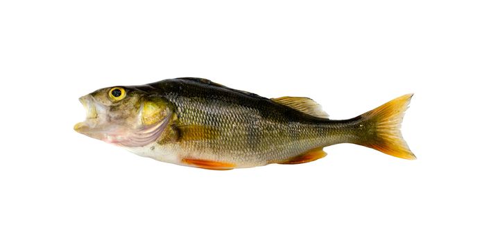 Bass perch fish after fishing isolated on white background.