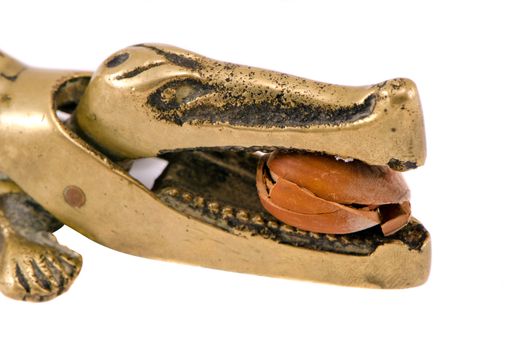 Closeup of gold crocodile tool for cobnut nut crush isolated on white.