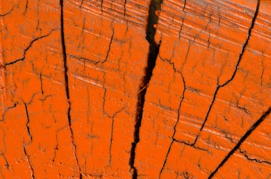 Tree trunk cut orange painted cross section surface background.