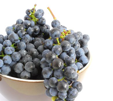 clusters of red grapes from the vineyard