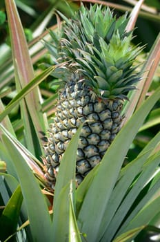 Pineapple in farm, Agriculture in Thailand