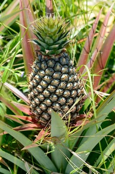 Pineapple in farm, Agriculture in Thailand