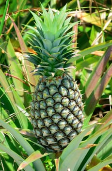 Pineapple in farm, Agriculture in Thailand