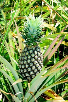 Pineapple in farm, Agriculture in Thailand