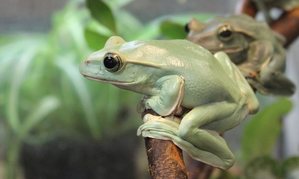 green Frogs on brunch