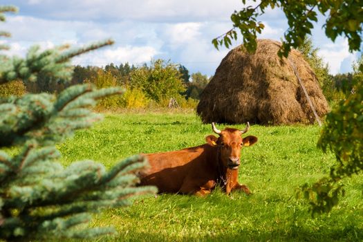 Brown cow lying in green grass in farmland