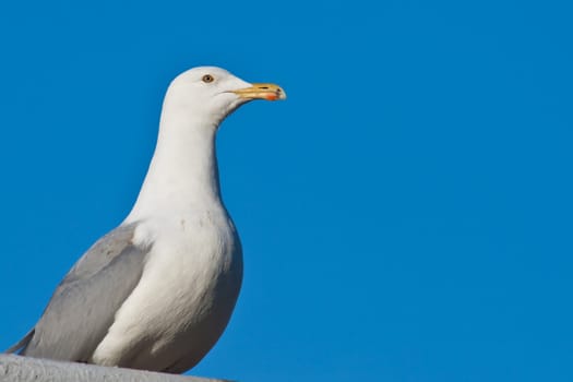 Wild seagul against blue sky