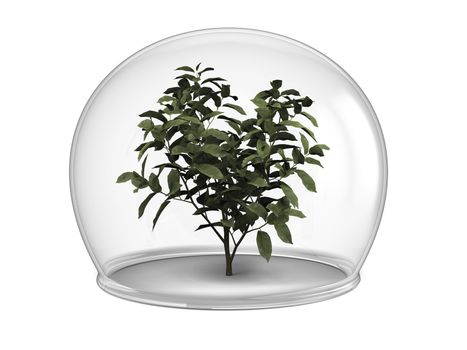 Young tree inside glass bowl, concept of environmental protection and conservation, isolated on white background