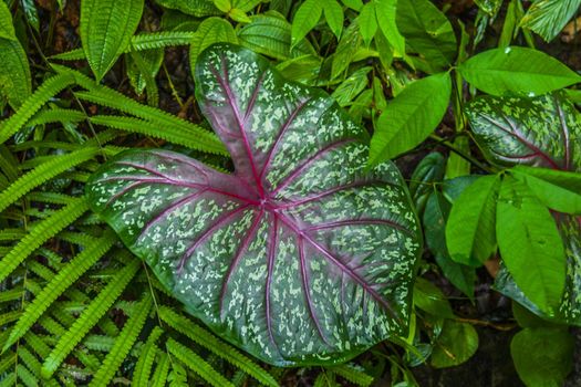 Big leaf in the jungle near Kathu Waterfall