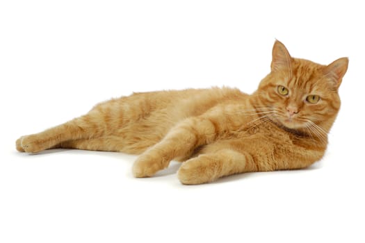 Red cat is resting on a white background looking into the camera