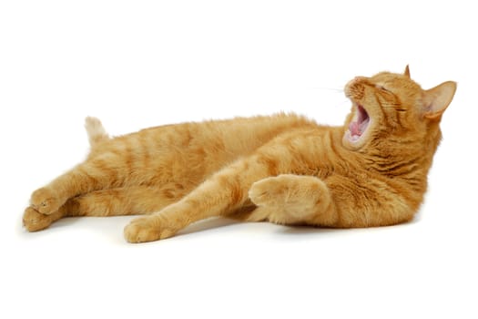 Red cat is resting on a white background and is yawning.