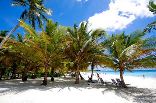 Paradise beach at Saona Island, Dominican Republic