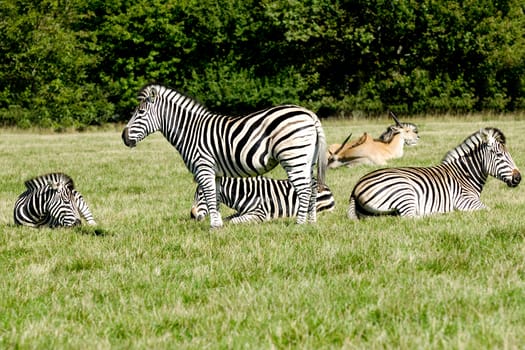 A group of zebras are resting in the green grass.
