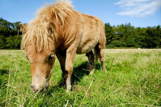 Foal is eating green grass on field