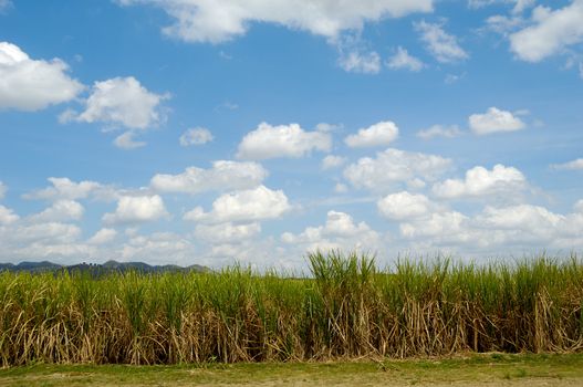 Sugarcane field