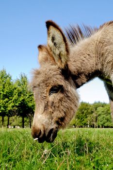 A sweet donkey foal is eating green grass
