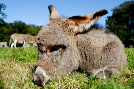 A sweet donkey foal is resting on green grass
