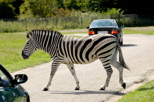 Zebra is crossing road