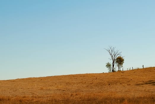 Australian undulating outback winter horizon with clear blue sky dead tree fence posts and dry grass