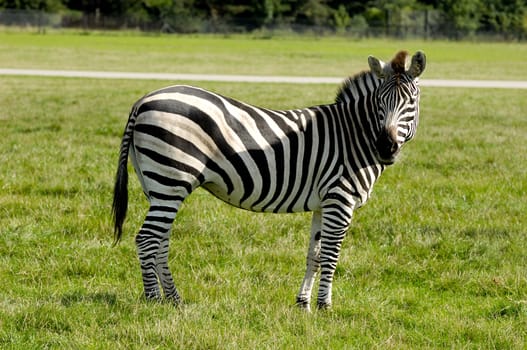 Zebra is standing on green grass and looking