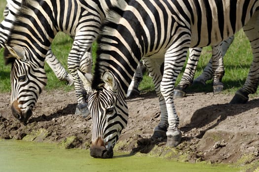 Two zebras are dinkning water from lake.