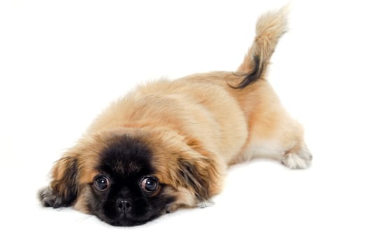 A sweet sad puppy dog resting on a white background