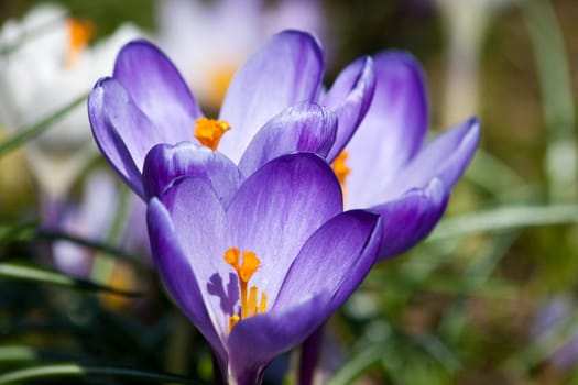 crocus