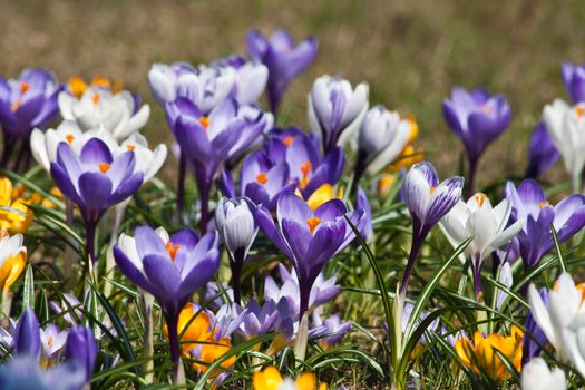 lot of purple crocus flowers in spring