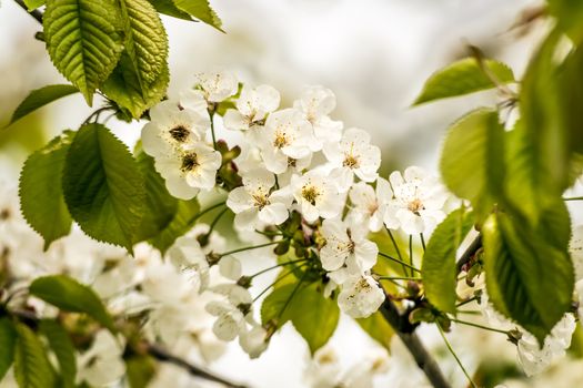 New life of beautiful blossoms in spring