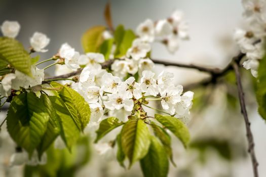 New life of a beautiful cherry blossoms in spring