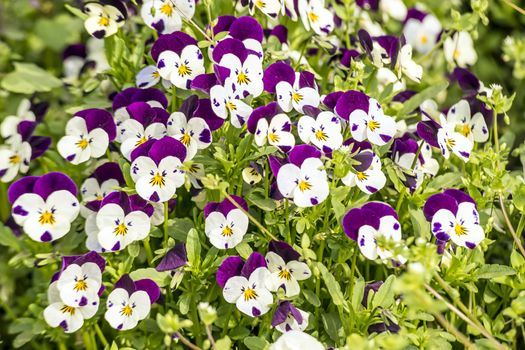 Pansy flowers in garden in spring