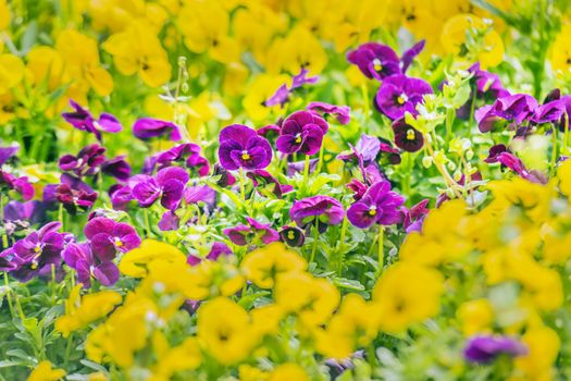 Purple pansy flowers in spring garden