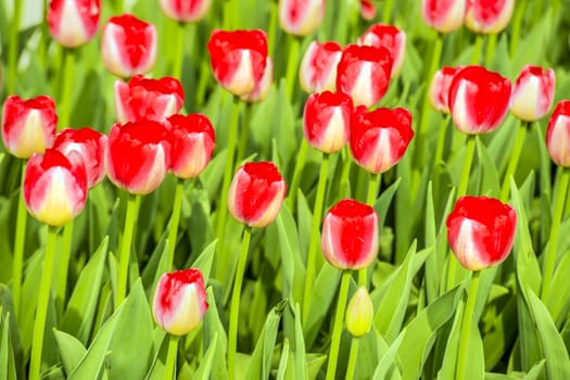 Red new tulips in the garden in spring