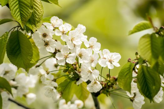 New blossoms of a cherry tree in spring