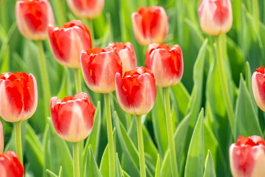 Red beautiful tulips in spring