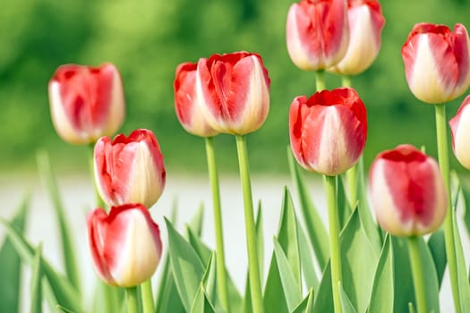 Red new tulips in the garden on a day in spring