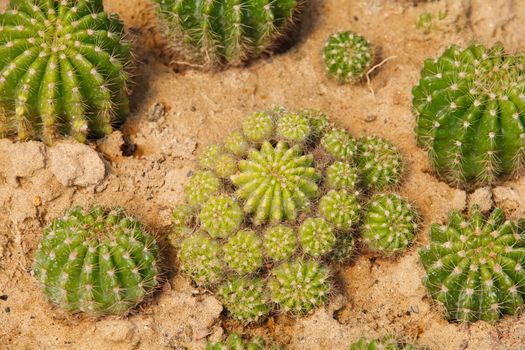 Detail of cactus growing in the garden.