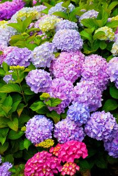 Closeup shot of a multi colored Hydrangea bush with many blooms