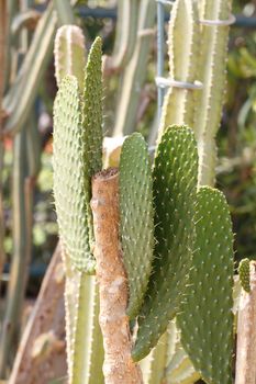 Detail of cactus growing in the garden.