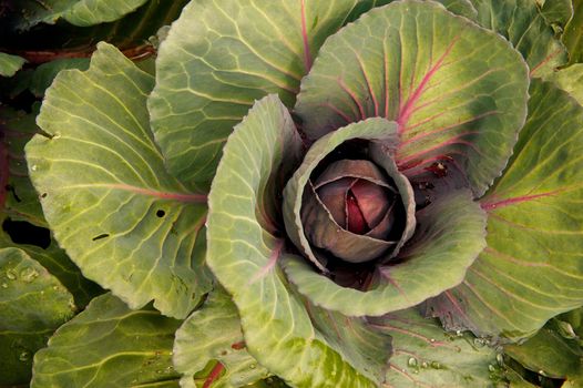 Red cabbage plant growing in a garden