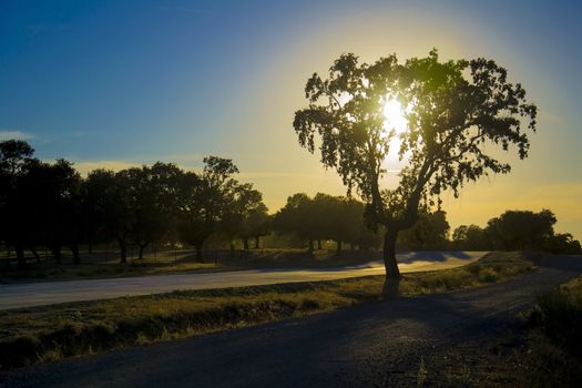 light reflections on trees. sunset in spain.