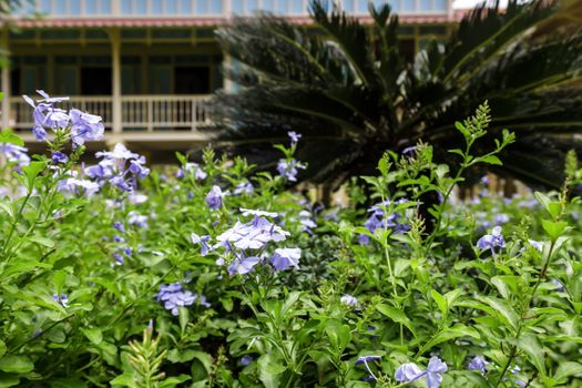 Garden of purple flower in front of the wooden house.