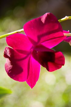 Pink orchid