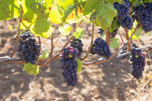 Red Wine Grapes Bunches Hanging on Grapevines in Vineyard