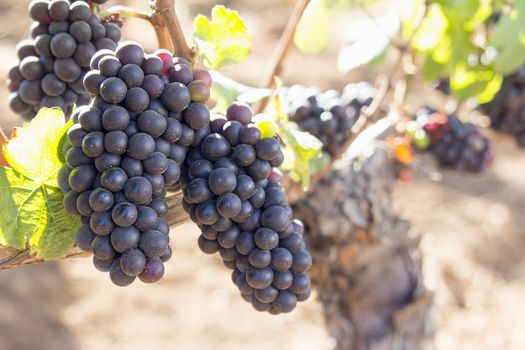 Red Wine Grapes Growing on Old Grapevine Closeup