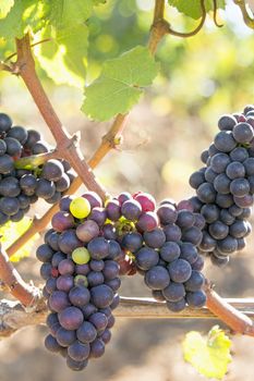 Bunches of Red Wine Grapes Hanging on Grapevines in Sunlight