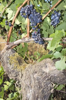 Bunches of Red Wine Grapes Hanging on Old Grapevines