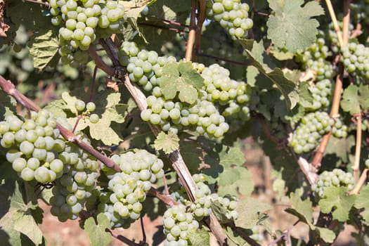 Green White Wine Grapes growing on Grapevines