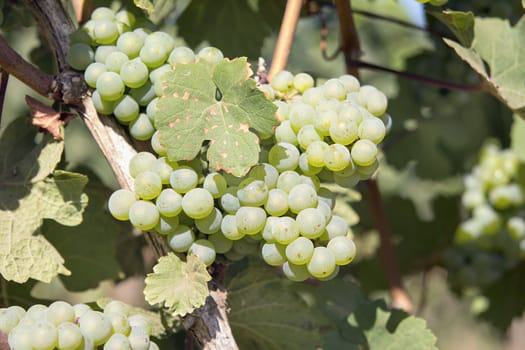 Green White Wine Grapes growing on Grapevines Closeup