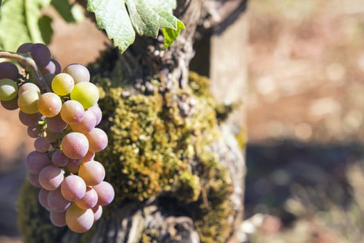 Champagne Grapes Bunch Closeup